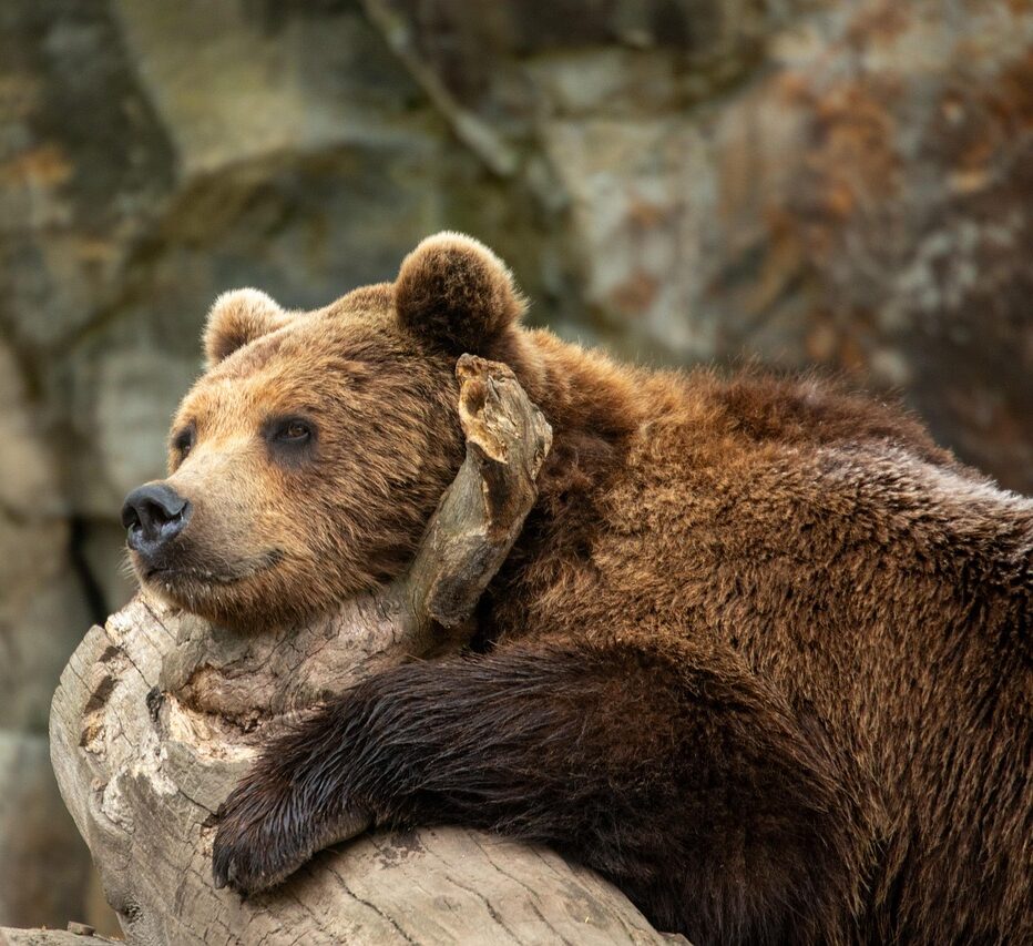 bear, grizzly, animal, fauna, zoo, predator, nature, animal, animal, animal, animal, animal